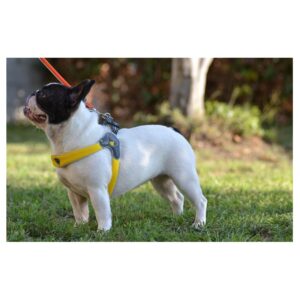 Pettorina Coralpina Cinquetorri - immagine 3