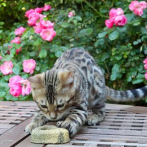 Euphoria Cuore Catnip – Gioco per Gatti, Set 3 Pezzi - immagine 3